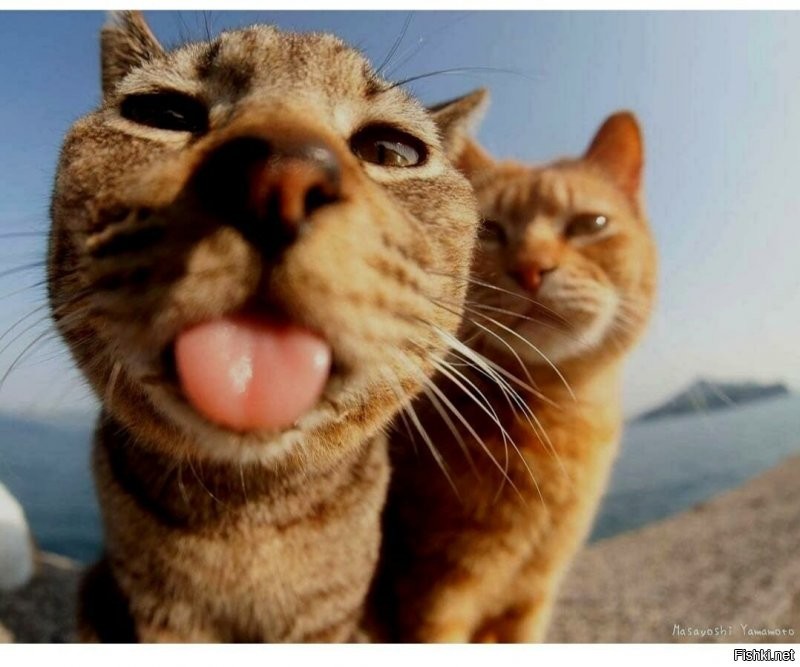 Солянка от 10.07.2020