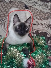 в течении минуты пытался понять, что надето на голову кота))))
надо поспать