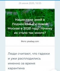 Австралийцу пришлось сражаться с ядовитой змеей прямо за рулем автомобиля