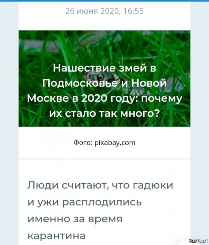 Австралийцу пришлось сражаться с ядовитой змеей прямо за рулем автомобиля