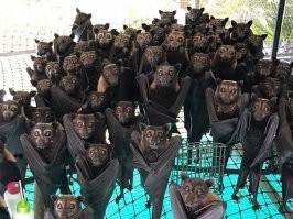 Похоже на обложку с какого-нибудь рэперского диска...