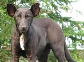 35 собак, которые очень напоминают знаменитостей и известных персонажей