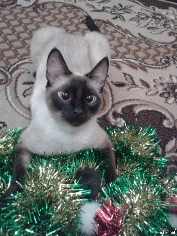 Вот фоточка кошеньки на новый год. Она только что повалила кота (вместе с елкой). Лапа котеньки, обомлевшего от такой наглости, видна перед ней.