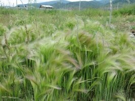 Прикольно. Ячмень гривастый, декоративный, родом с южной америки. Кто-то завёз.