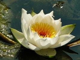 кувшинка белая