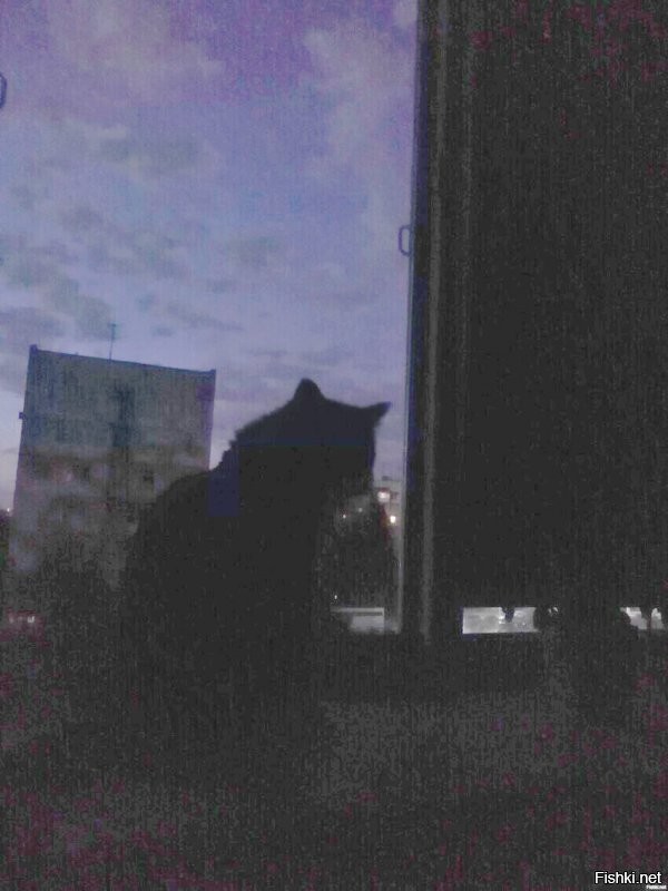 Ночного кота вам, пожалуйста