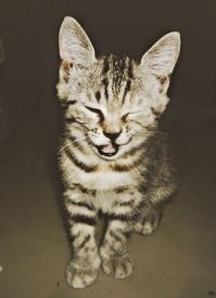 Эти питомцы так сильно любят своих хозяев, что становится завидно