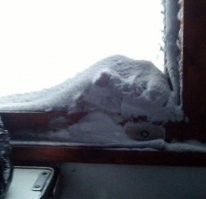 это они еще в поезде не ездили))