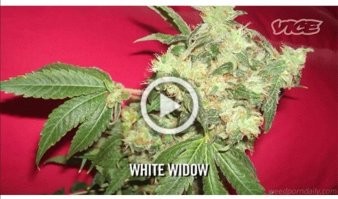 Я сначала подумал, что это оливье с конлплёй.