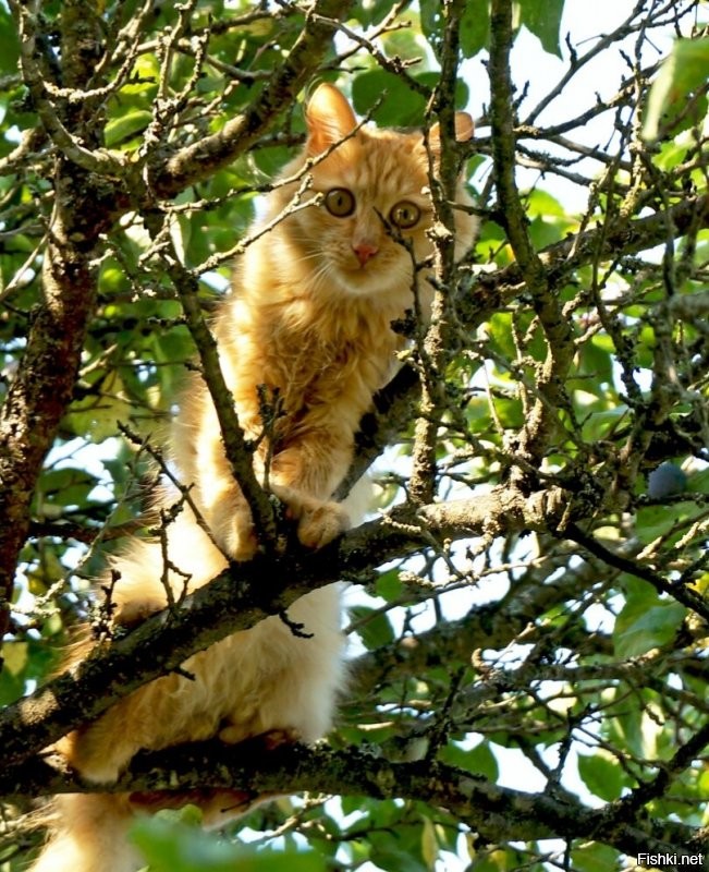 Солянка от 12.07.2020