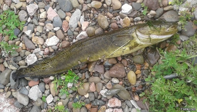 С праздником...))) правда, вчерашнее чудо - налим в июле, на тирольку...)))