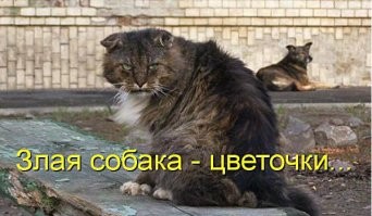 вы просто его кота не видели