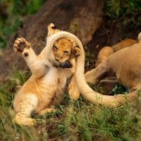 Животные, которые любят быть смешными