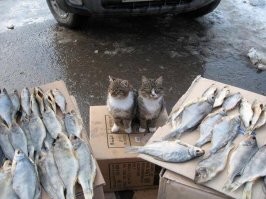 Добавляю симпатичных котиков и с Днём рыбака!