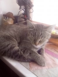 Добавлю от себя котейку.