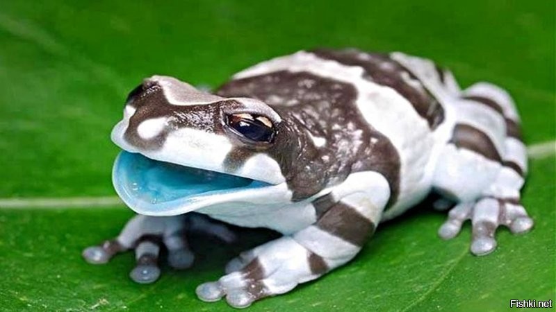 амазонская молочная лягушка