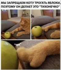 Это тот, кому в итоге яблоки всё-таки трогать запретили?