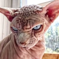 подборка так себе. котэ не одобряет!