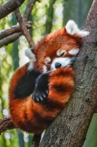 Вот Firefox, а не это вот всё: