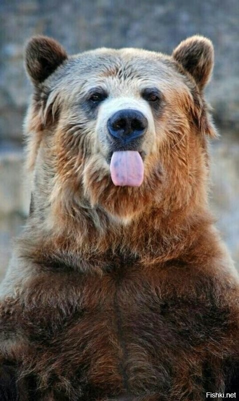 Как всегда, найди кота