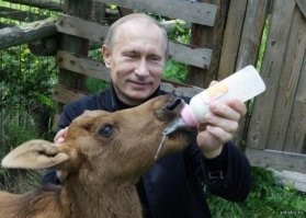 Телка сосёт у Путина :)))