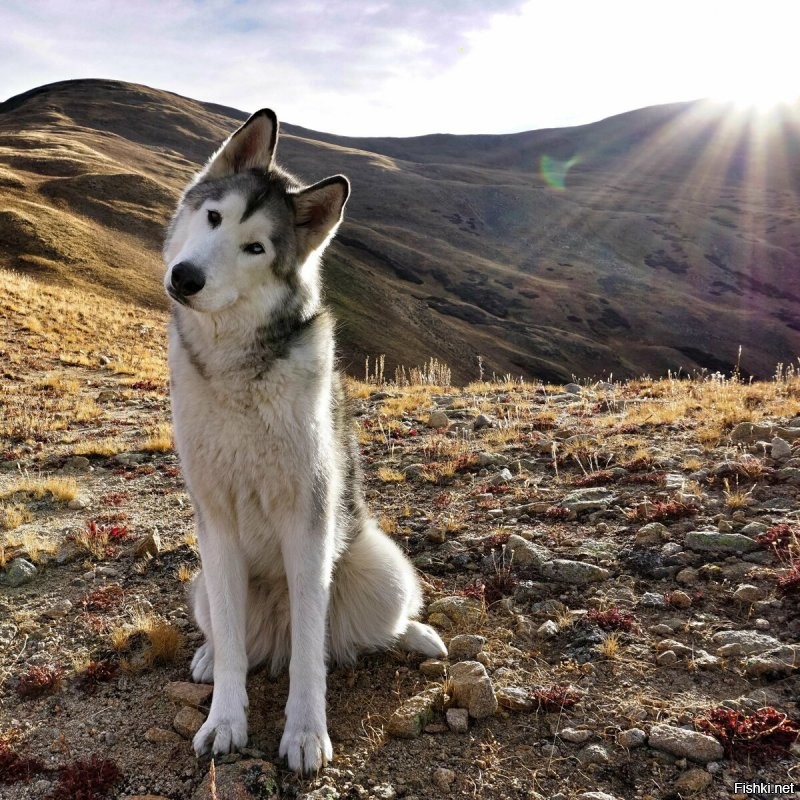 Солянка от 13.07.2020