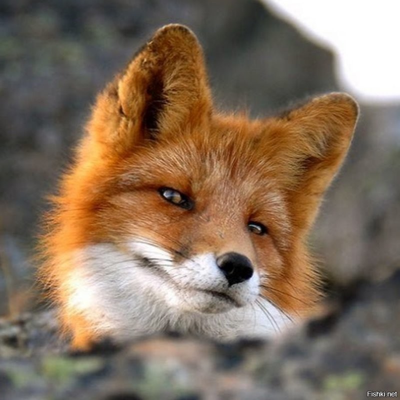 Солянка от 13.07.2020