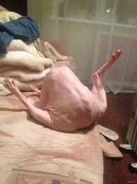 Несколько интересных фактов, доказывающих, что сфинксы милейшие создания