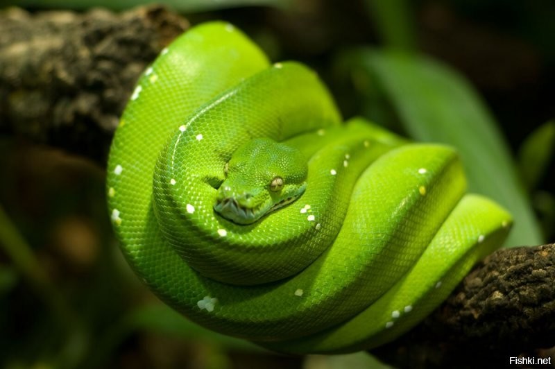 Солянка от 13.07.2020