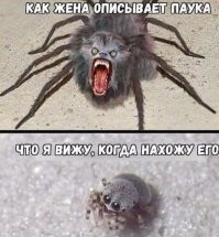Пауки, какими вы никогда их не видели