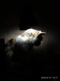 20 грозных котиков, которые не упустят шанса продемонстрировать свои когти