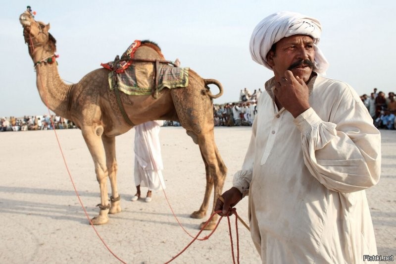 Скорее уж китайский скакун. Двугорбый верблюд это Китай, Монголия, Центральная Азия...
А на Ближнем Востоке одногорбые....