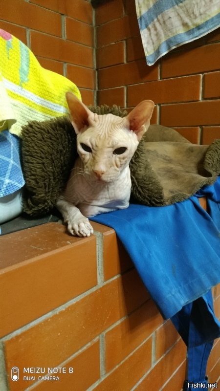Мой Ник. примерно 14 лет. Очень любит когда жамкают уши и спать на подоконнике.