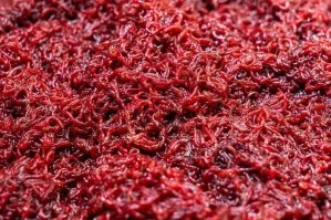 Вот самый главный плюс от комаров.Рыбаки поймут