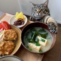 20 грозных котиков, которые не упустят шанса продемонстрировать свои когти