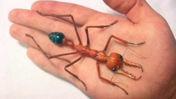 Наверно такие.