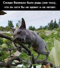 Несколько интересных фактов, доказывающих, что сфинксы милейшие создания