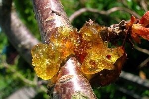 у нас его было полно,но вот я именно его не жевал...но в деревне девочки подсадили на такую херню)смола вишни.