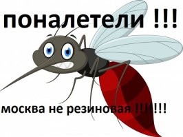Почему комары атаковали Подмосковье?