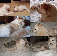 Между моими нежности не заведены. Но любят лежать рядом. Максимум нежности - когда пёс позволяет коту слегка касаться себя лапой.