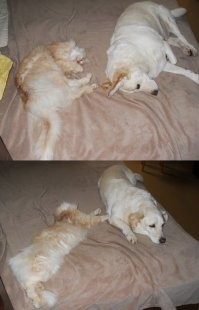 Между моими нежности не заведены. Но любят лежать рядом. Максимум нежности - когда пёс позволяет коту слегка касаться себя лапой.