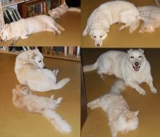 Между моими нежности не заведены. Но любят лежать рядом. Максимум нежности - когда пёс позволяет коту слегка касаться себя лапой.