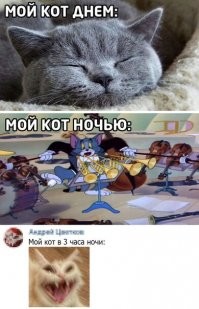 16 котов, чьё недовольное мяуканье можно услышать даже через монитор