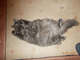 я, конечно, не Мейн-ку н но..."нас и здесь хорошо кормят"