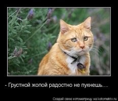 Прикольные и смешные картинки