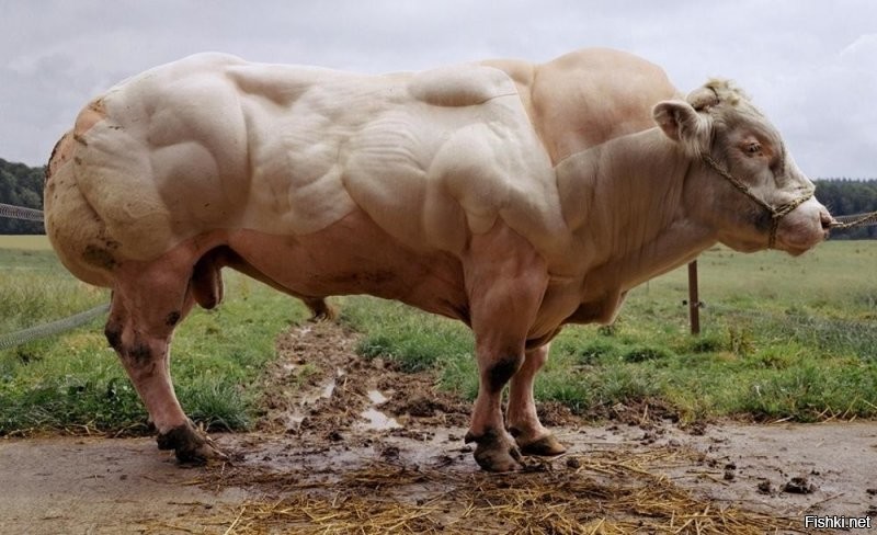 Какая же это корова? Это 100% бык.