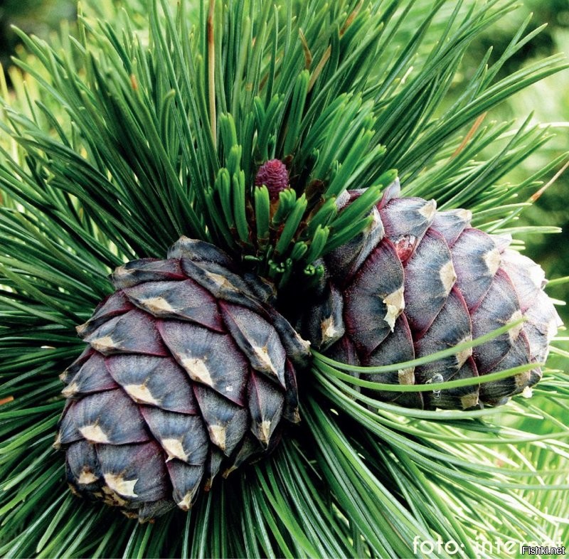 Валяется сосновая, кедровая выглядит иначе.