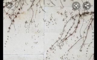 Когда мы купили дом, на нем плющ рос около 25 лет. Сказать, что разрушены стены - нет, но отодрать его начисто невозможно, его останки действительно вырастают в стену, но они достаточно мелкие, крупные ветви оторвать довольно просто, в вот чем меньше, чем больше они вклеены в стену. 
Выглядит примерно так. 
А в целом, у нас полно домов, им укутанных, много дождей, растёт он быстро и отлично, никого особо это не парит и "заселяют" его намерянно. Выглядит это действительно очень красиво, особенно на старых домах.