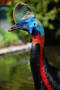 Самая красивая и самая отбитая птица