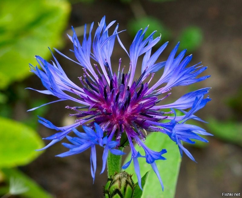 Держи васильки: